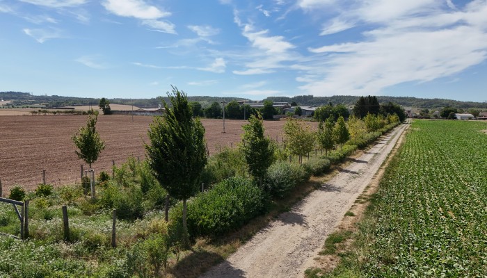 Výsadby podél ulice Ječná (Krajinný prvek Z008)