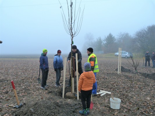 Komunitní výsadba stromů