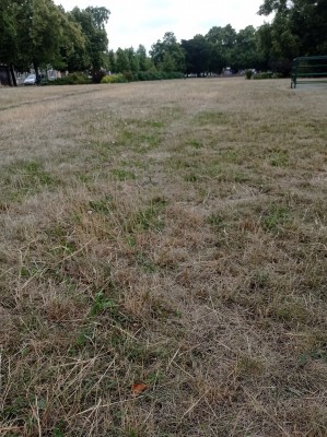 stávající stav zeleně na Husově náměstí