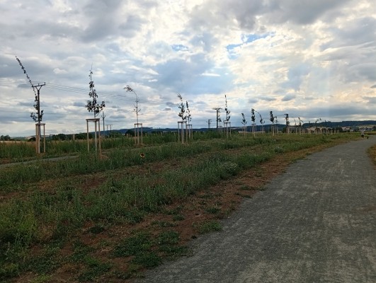 druhá dekáda července 2026