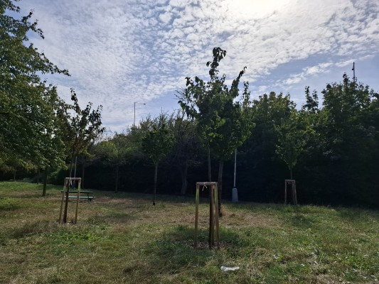 Stávající stav - parková část s izolační zelení