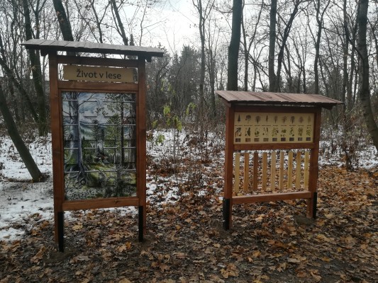 Život v lese a dendrofon