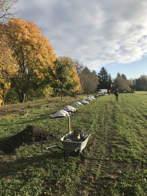 Foto z komunitního sázení 4.11.2023
