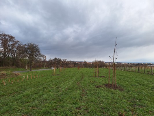 I. etapa - třetí dekáda listopadu 2024