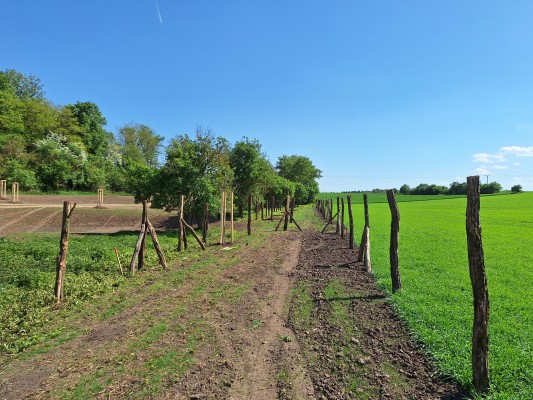 II. etapa - třetí dekáda dubna 2024