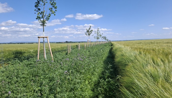 Krajinné výsadby nad Vrahovicemi - 1. část