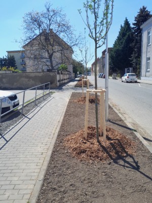 květen 2023 - výsadba hlohů na ul. Šlikova