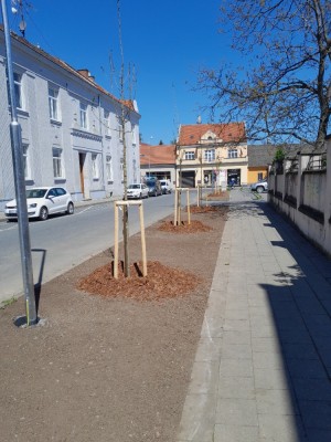 květen 2023 - výsadba hlohů na ul. Šlikova