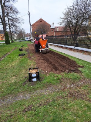 Strojová výsadba lilií v Žešově
