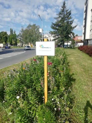 Lilie 2022 - u Skansky