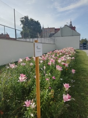 Lilie 2022 - u sokolovny