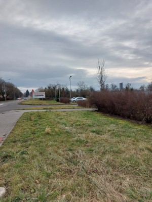 Plocha pro výsadbu stromů ul. Werichova