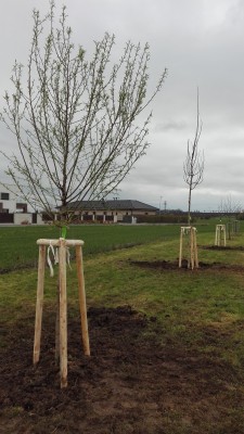 Komunitní sázení u krasického hřbitova - 15.4.2023