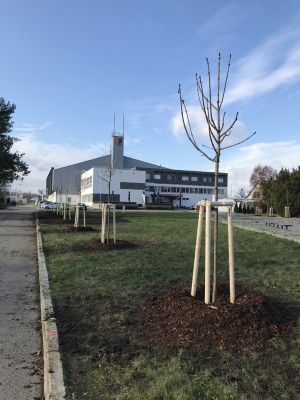 Komunitní sázení v listopadu u Sportcentra