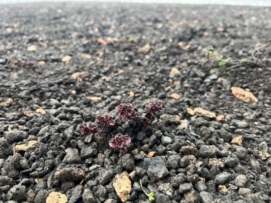 foto ze 27. listopadu 2024